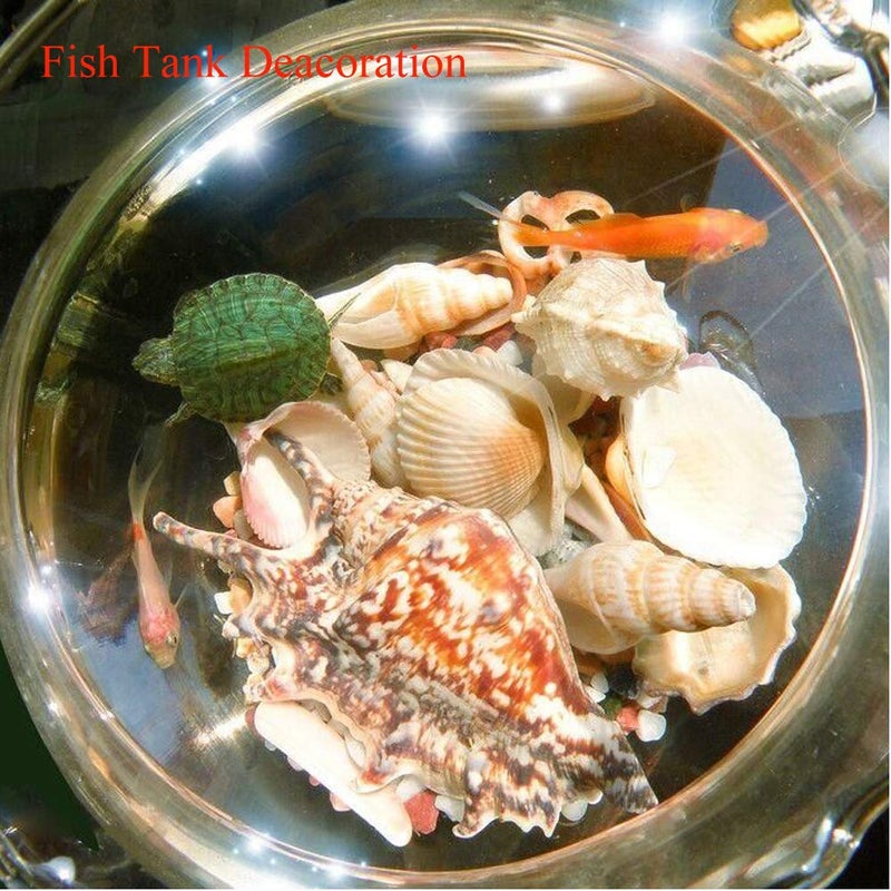 Jangostor 21 PCS Large Sea Shells Mixed Ocean Seashells, Various Sizes Natural Seashells Starfish Conch for Beach Theme Party, Home Decorations, DIY Crafts, Vase Filler Fish Tank Decorations - Image 4